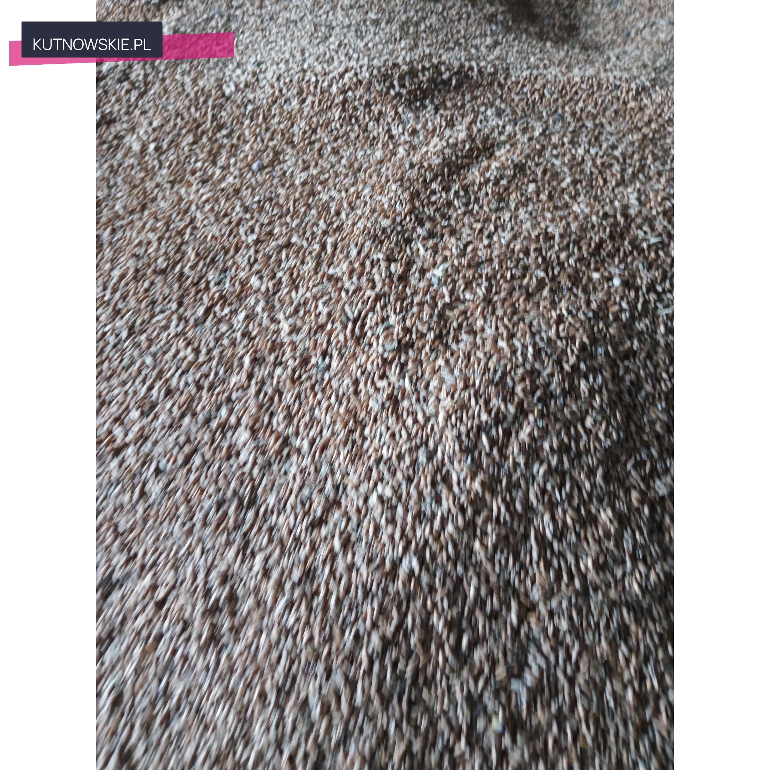 Pszenżyto tadeus